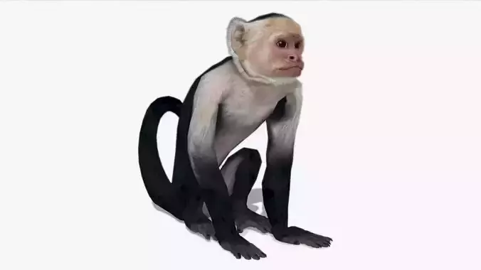 Capuchin Monkey Low-poly 3D model