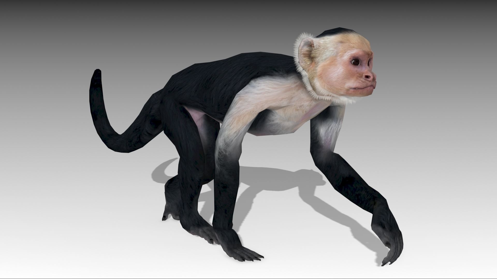 Capuchin Monkey Low-poly 3D model_10