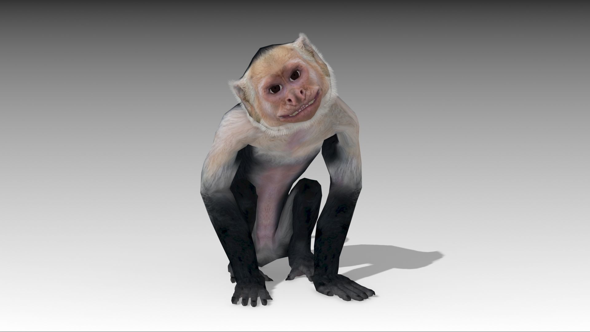 Capuchin Monkey Low-poly 3D model_3