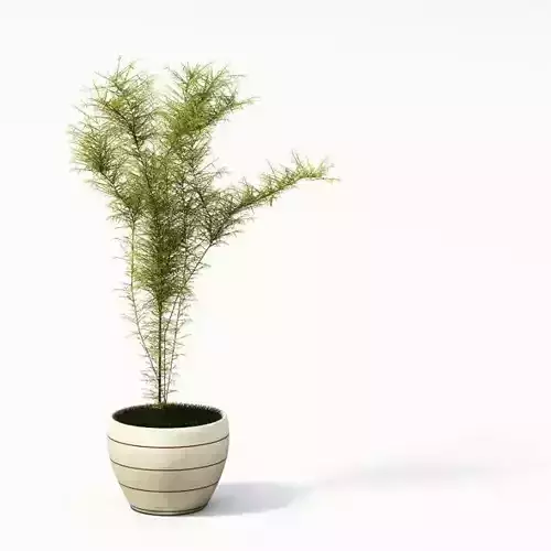 Simple Pot Plant