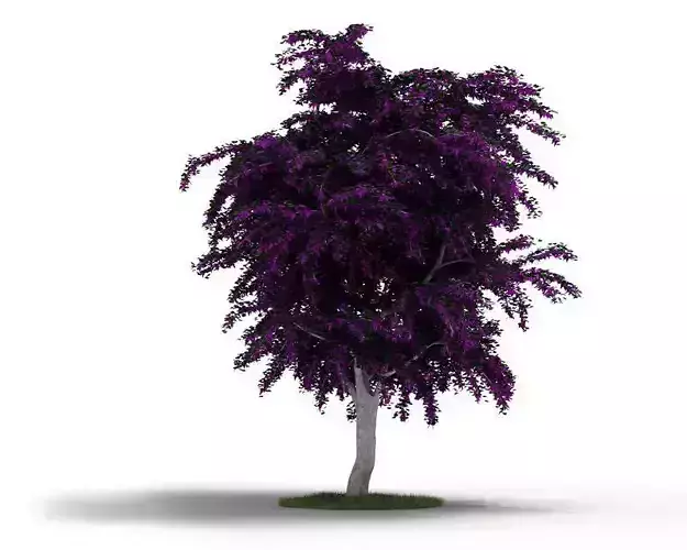 Purple Leafy Tree With Grey Trunk