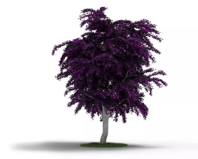 Purple Leafy Tree With Grey Trunk 3D model_0