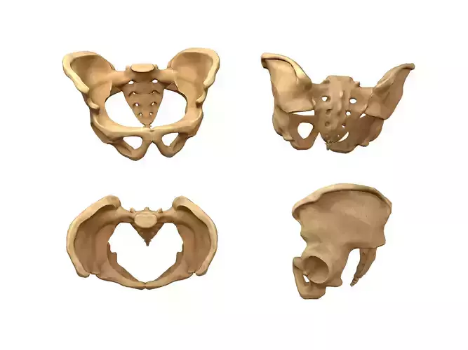 human pelvis low poly Low-poly 3D model