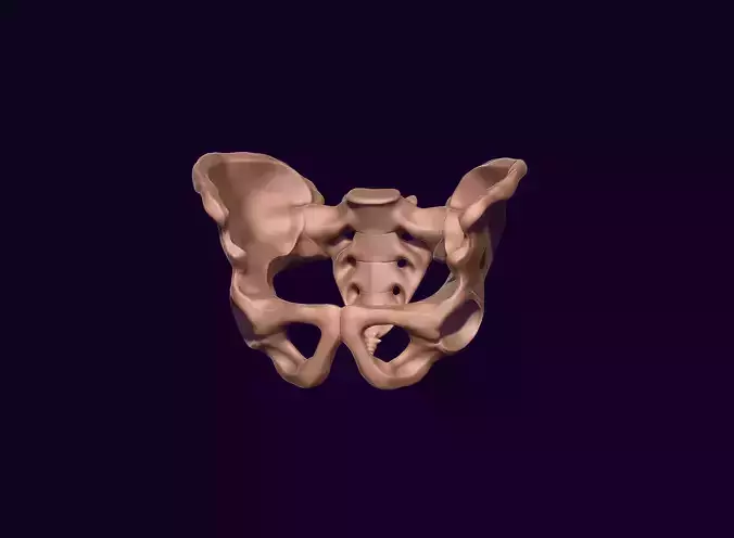 human pelvis  printable 3D print model