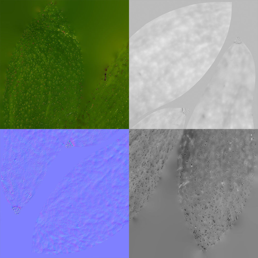 Avocado 3D model_11