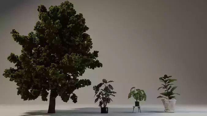 Tree and Plants