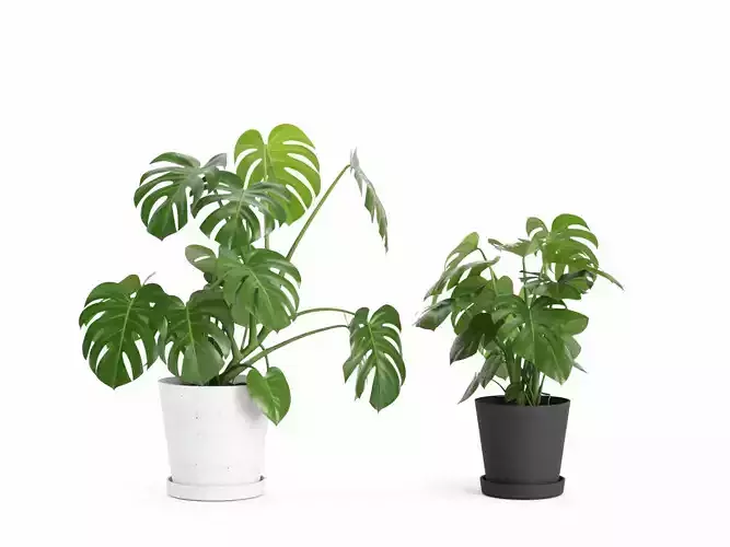 Plant Monstera Deliciosa M