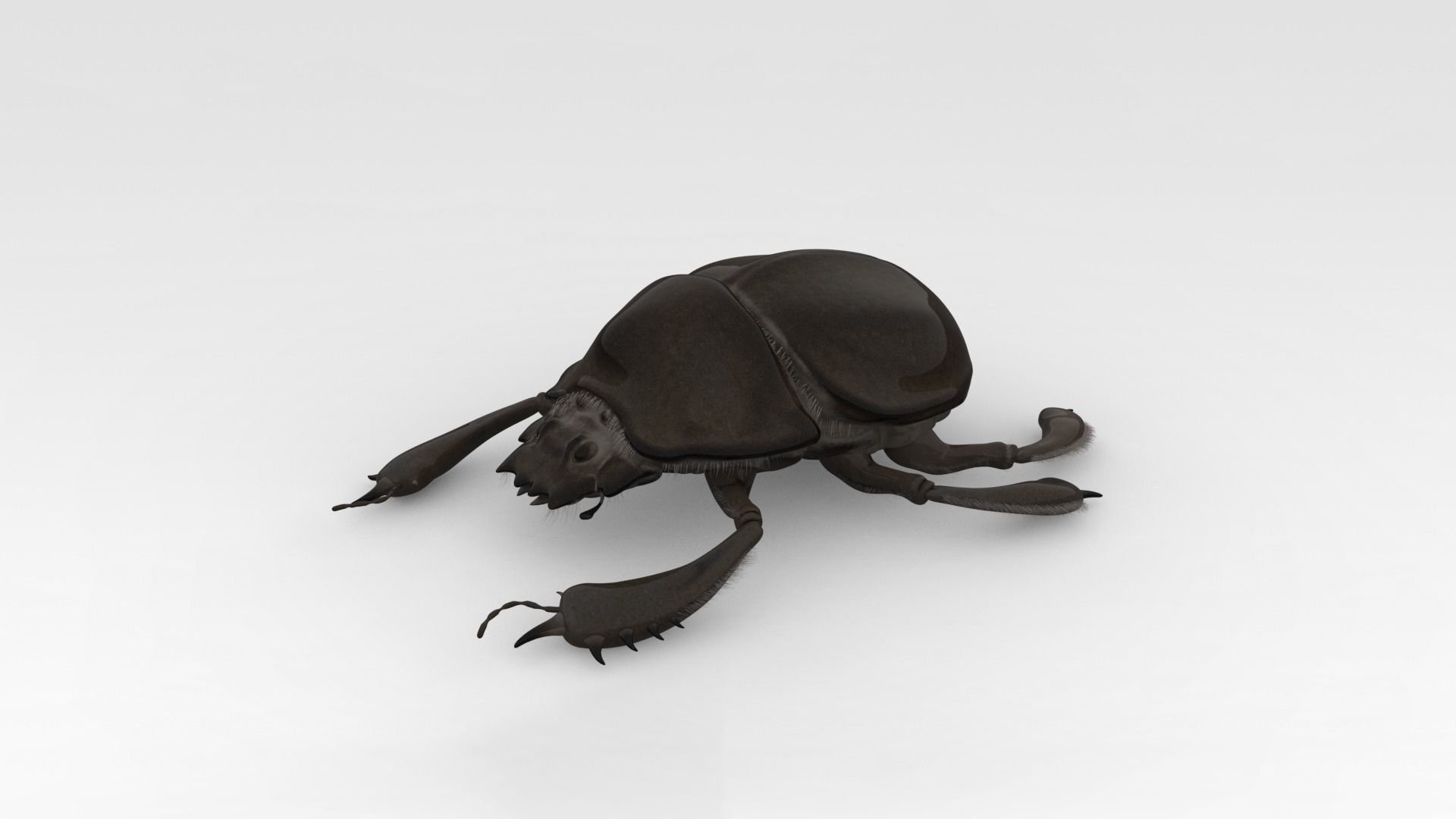 Egyptian Scarab 3D model_6