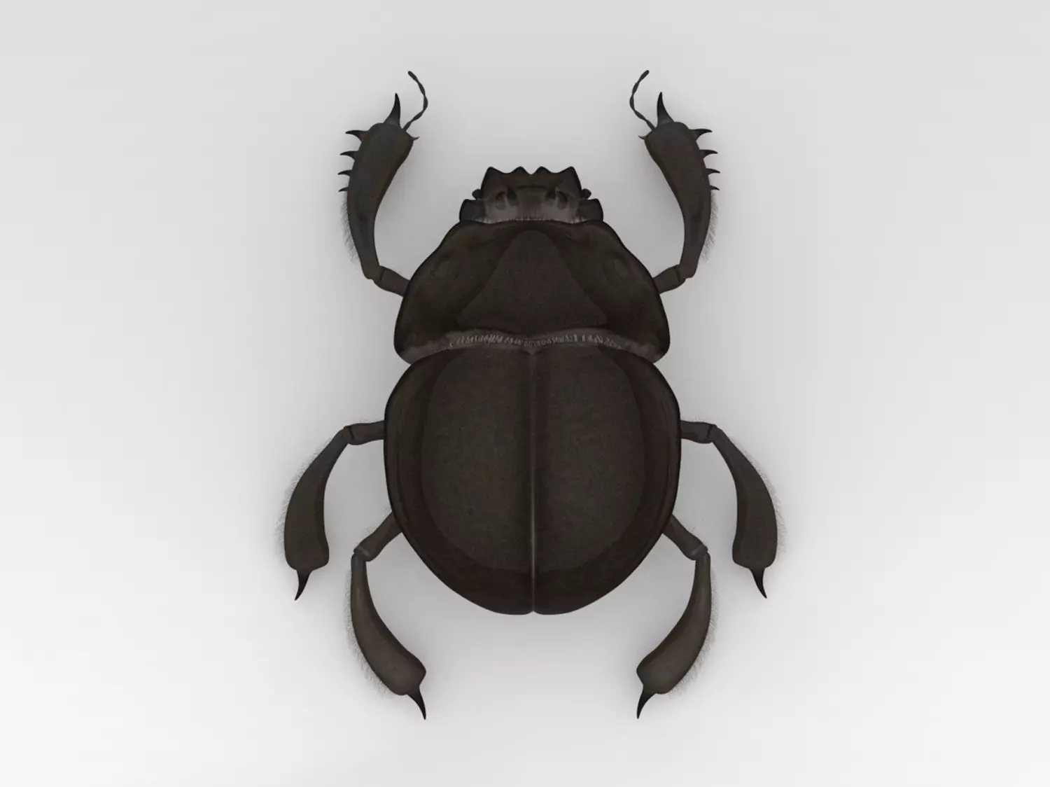 Egyptian Scarab 3D model_0