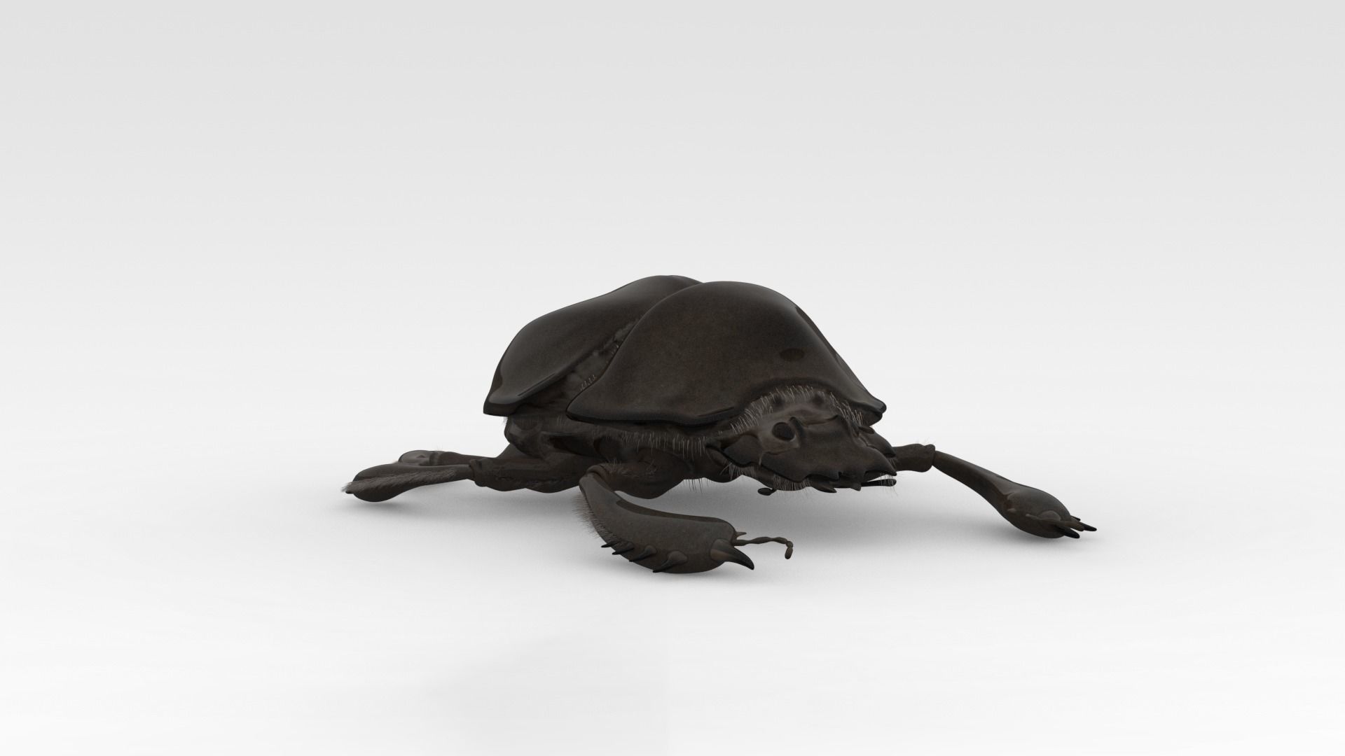 Egyptian Scarab 3D model_5