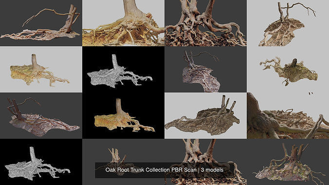 Oak Root Trunk Collection PBR Scan 