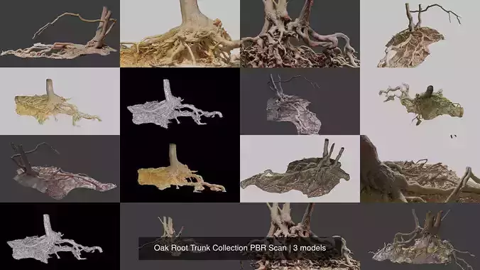 Oak Root Trunk Collection PBR Scan 
