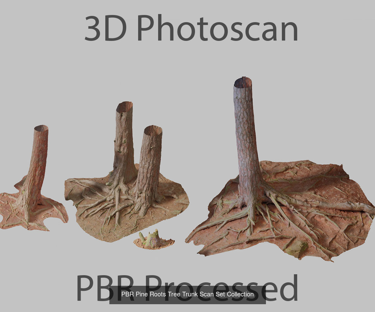 Pine Tree Collection PBR Scan _8