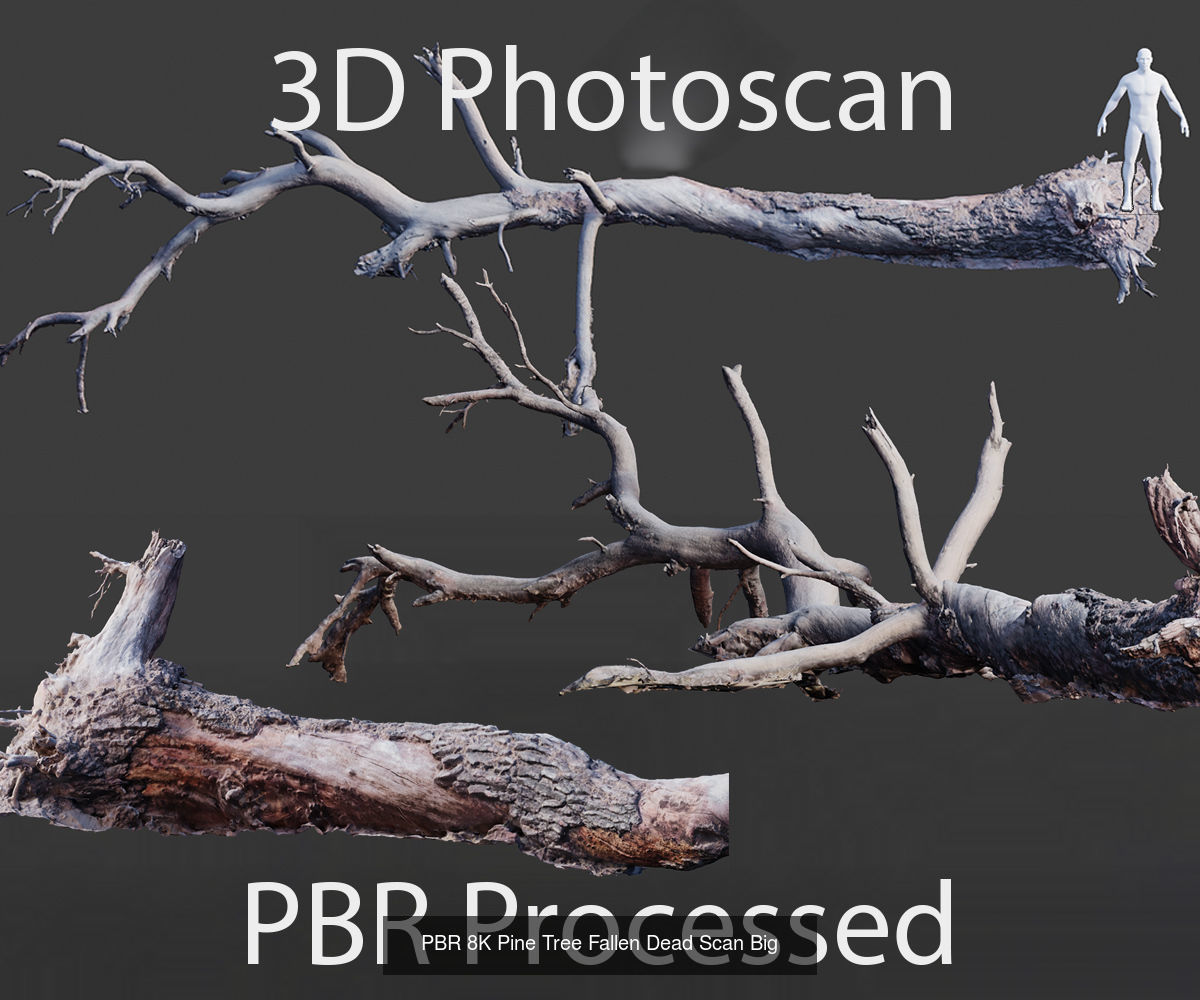 Pine Tree Collection PBR Scan _7