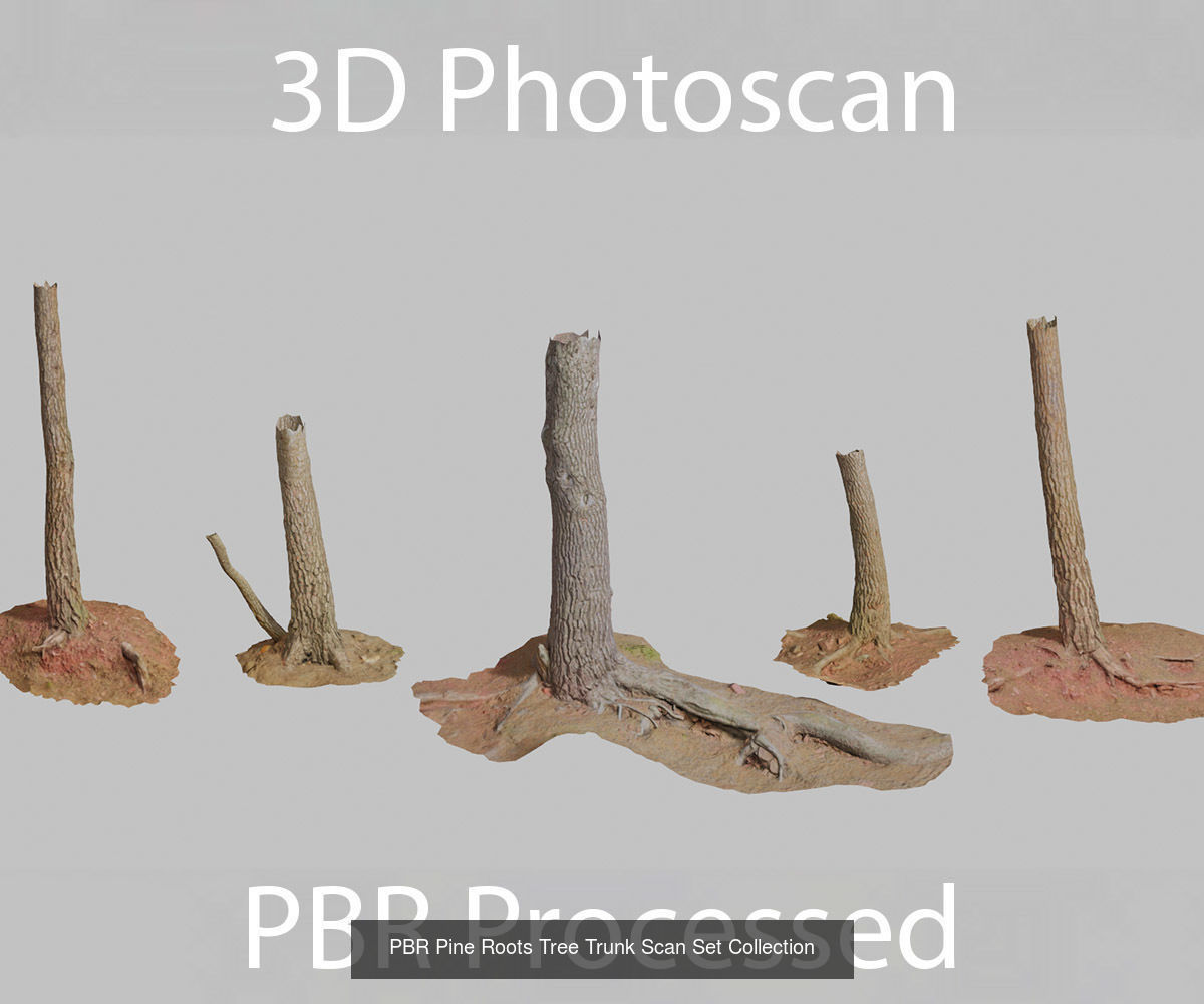 Pine Tree Collection PBR Scan _4