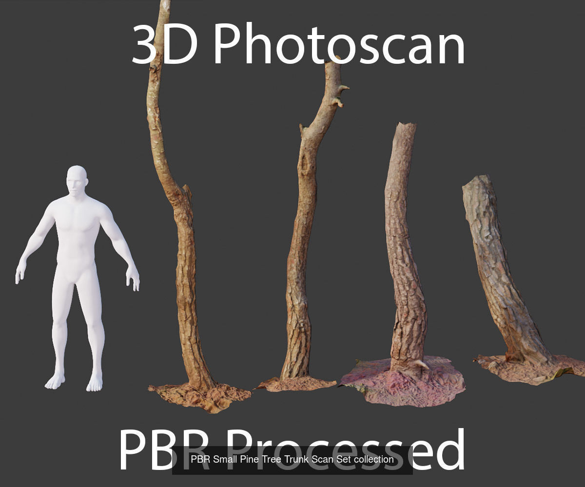 Pine Tree Collection PBR Scan _6