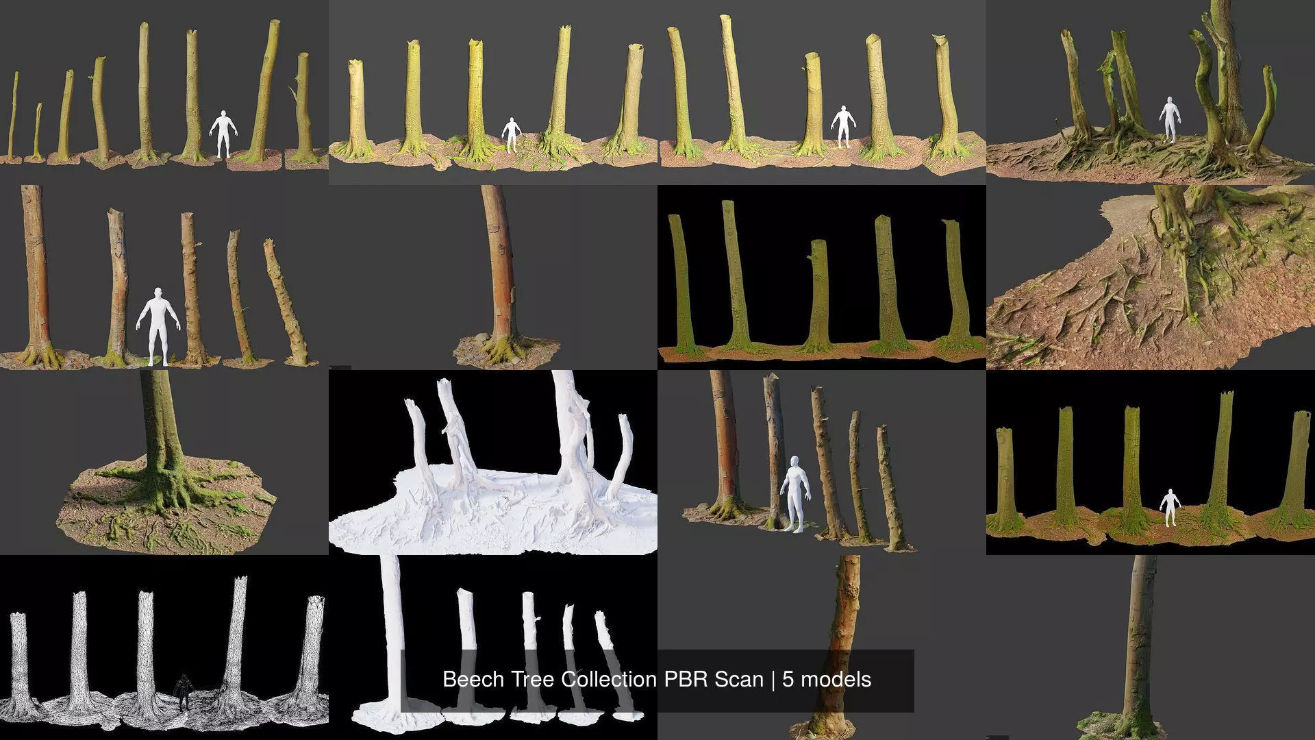 Beech Tree Collection PBR Scan _0