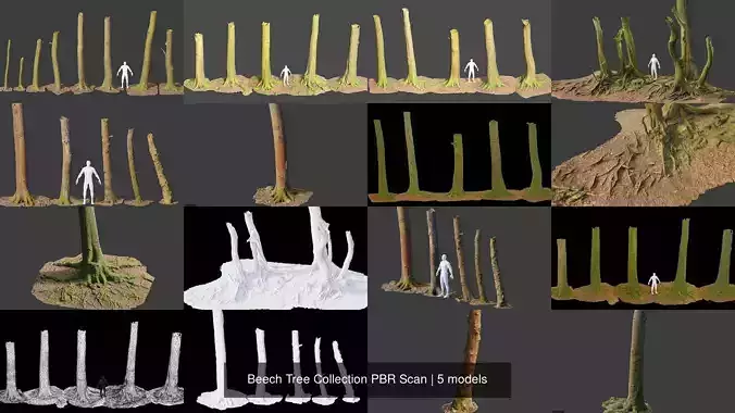 Beech Tree Collection PBR Scan 