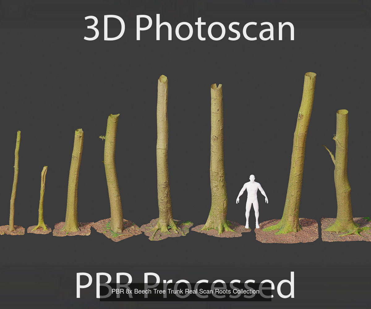 Beech Tree Collection PBR Scan _1