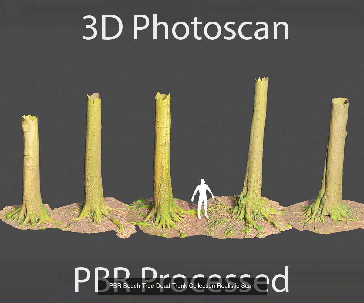 Beech Tree Collection PBR Scan _2