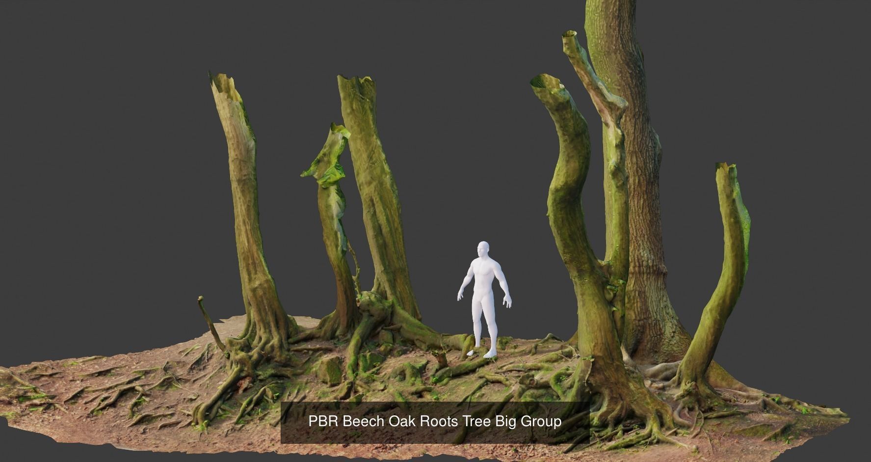 Beech Tree Collection PBR Scan _4