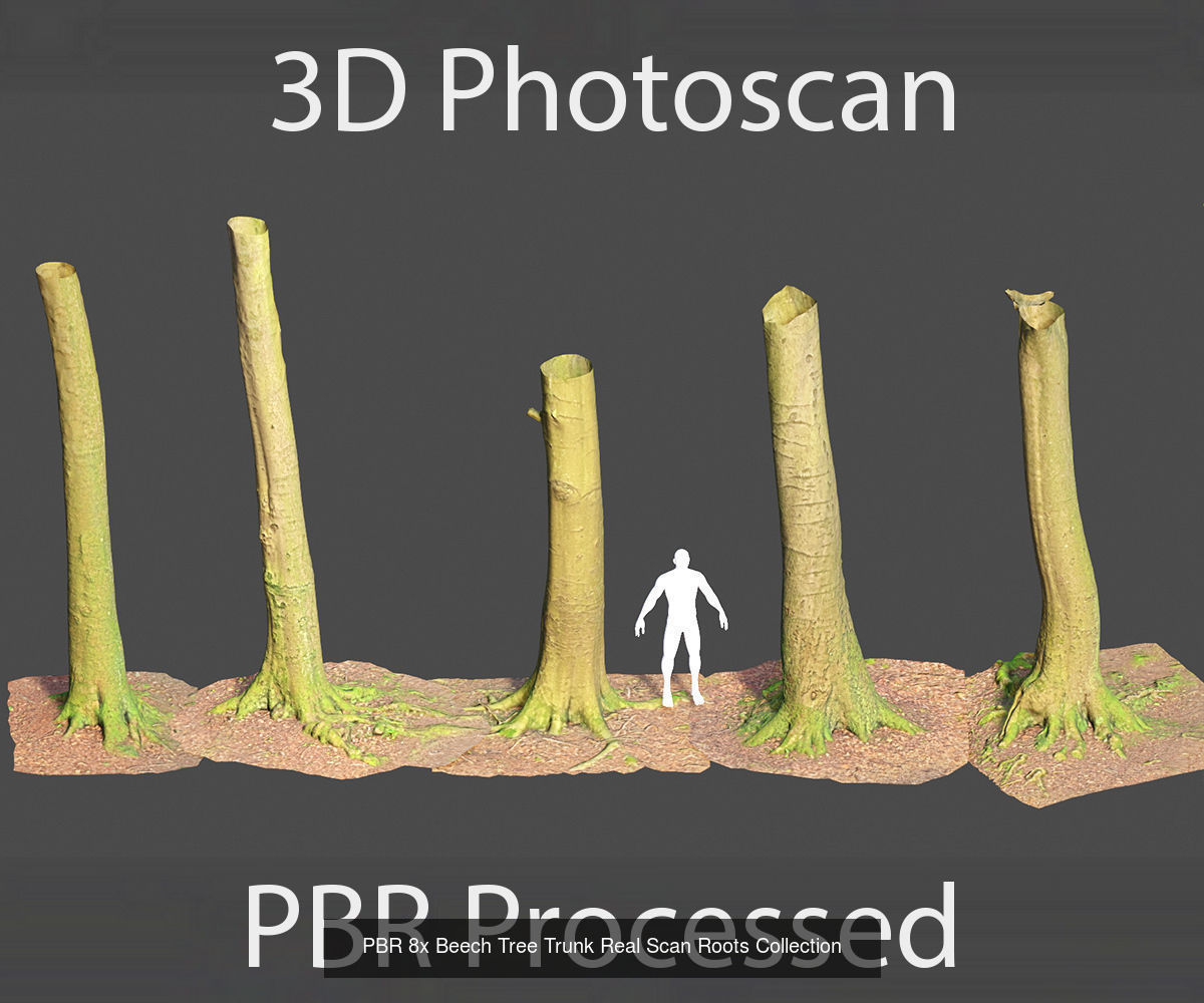Beech Tree Collection PBR Scan _3