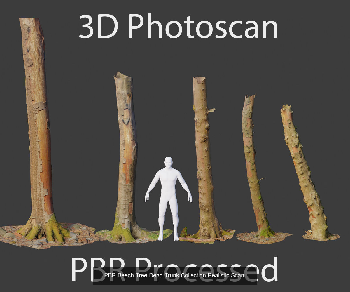 Beech Tree Collection PBR Scan _5