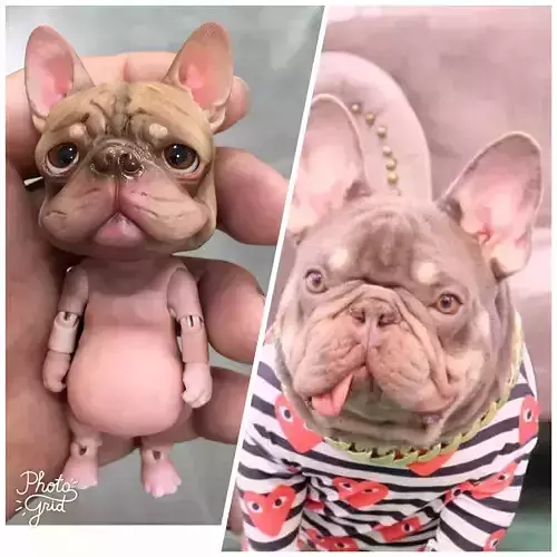 French bulldog BJD