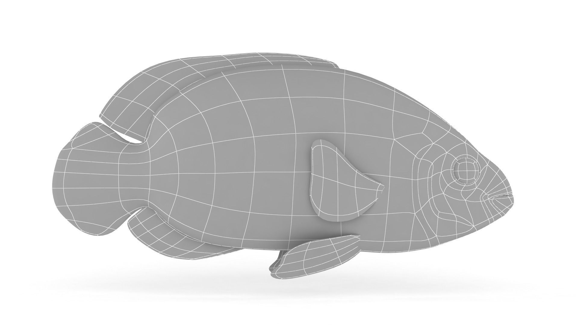 Oscar Fish 3D model_5