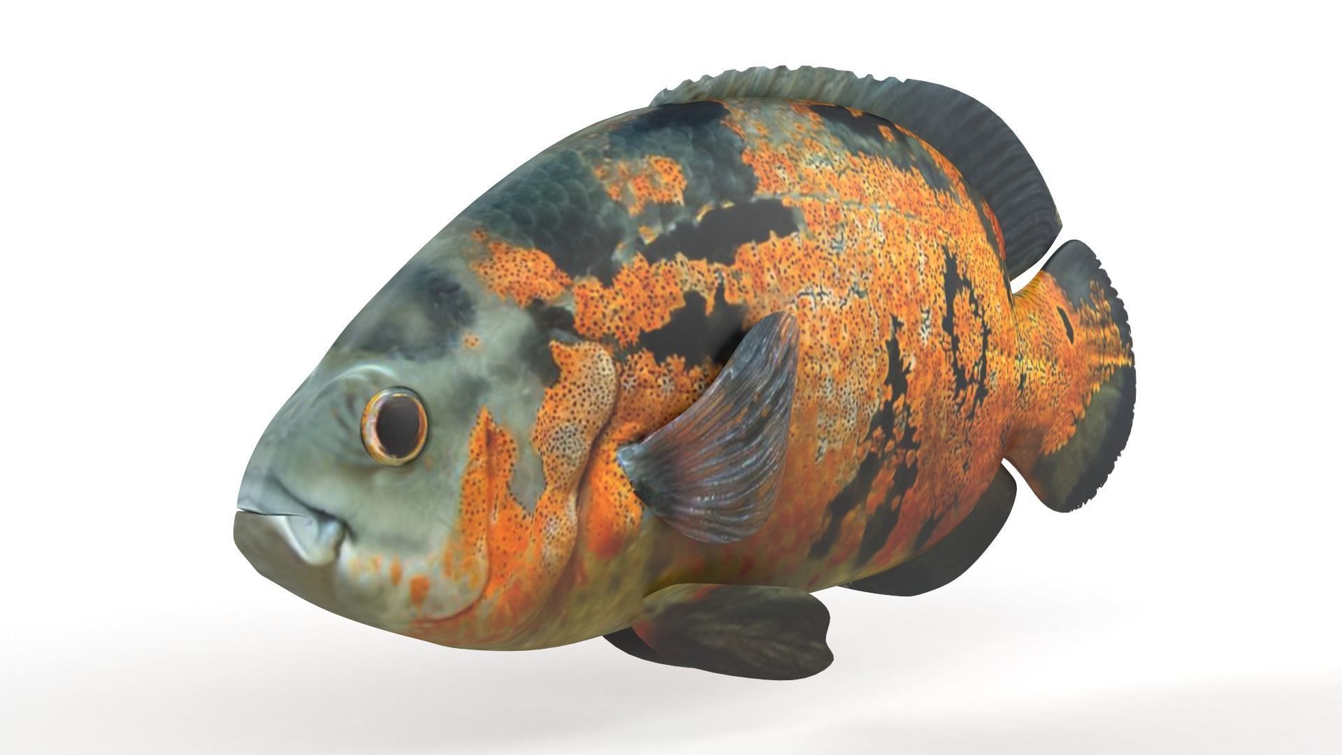 Oscar Fish 3D model_4