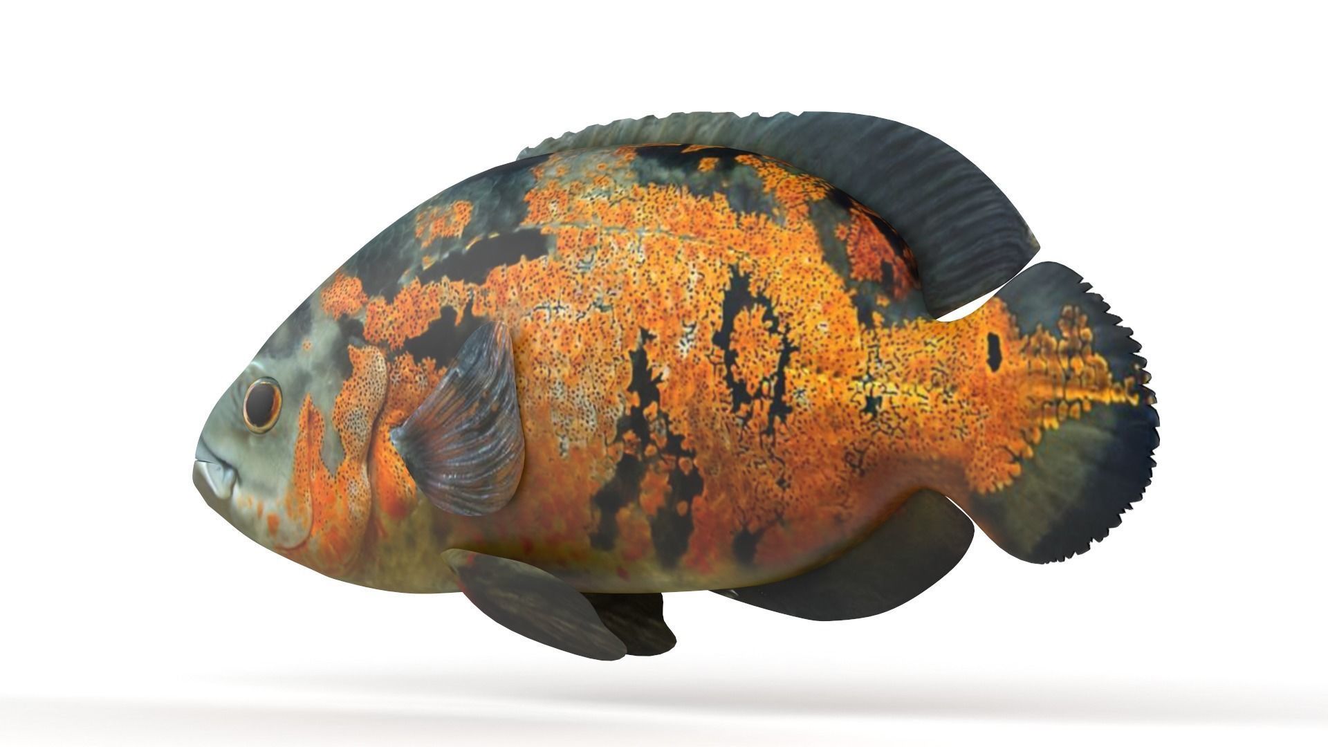 Oscar Fish 3D model_2