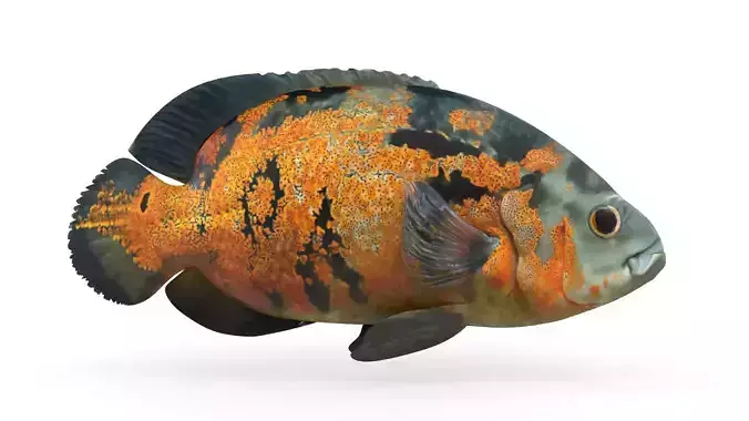 Oscar Fish 3D model