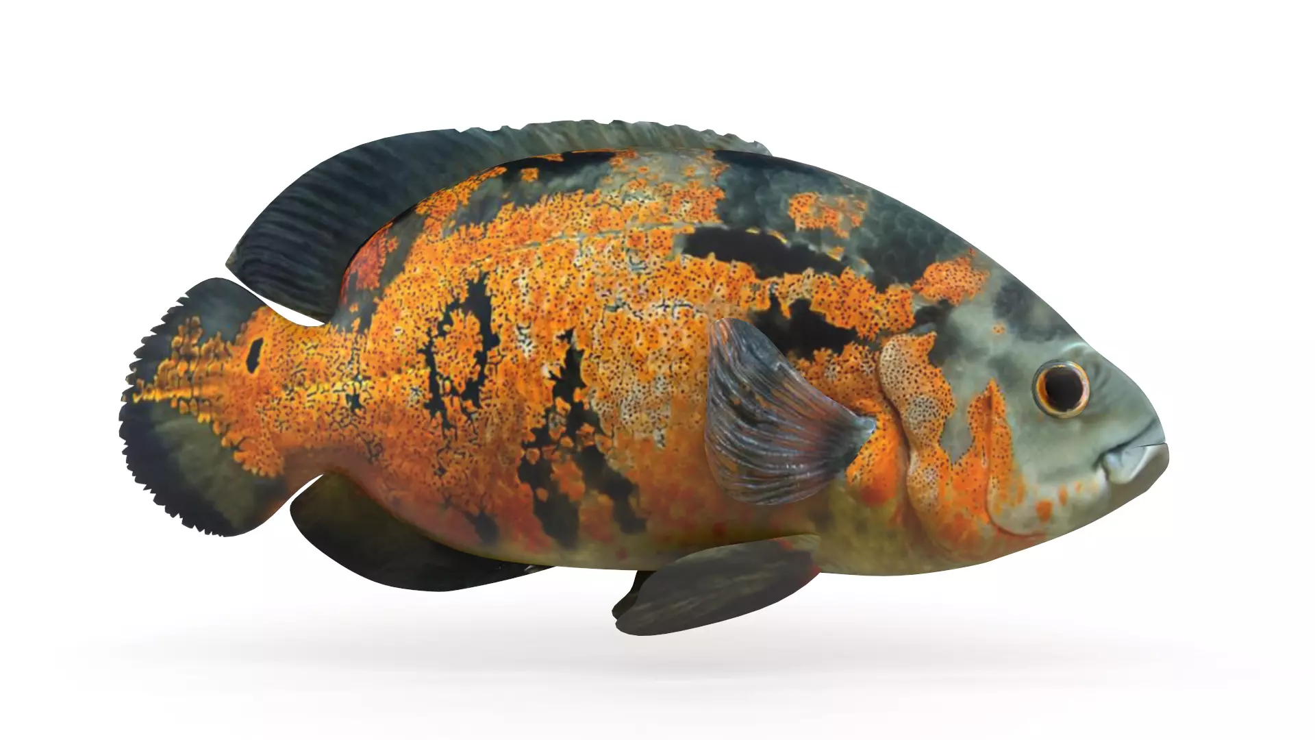 Oscar Fish 3D model_0