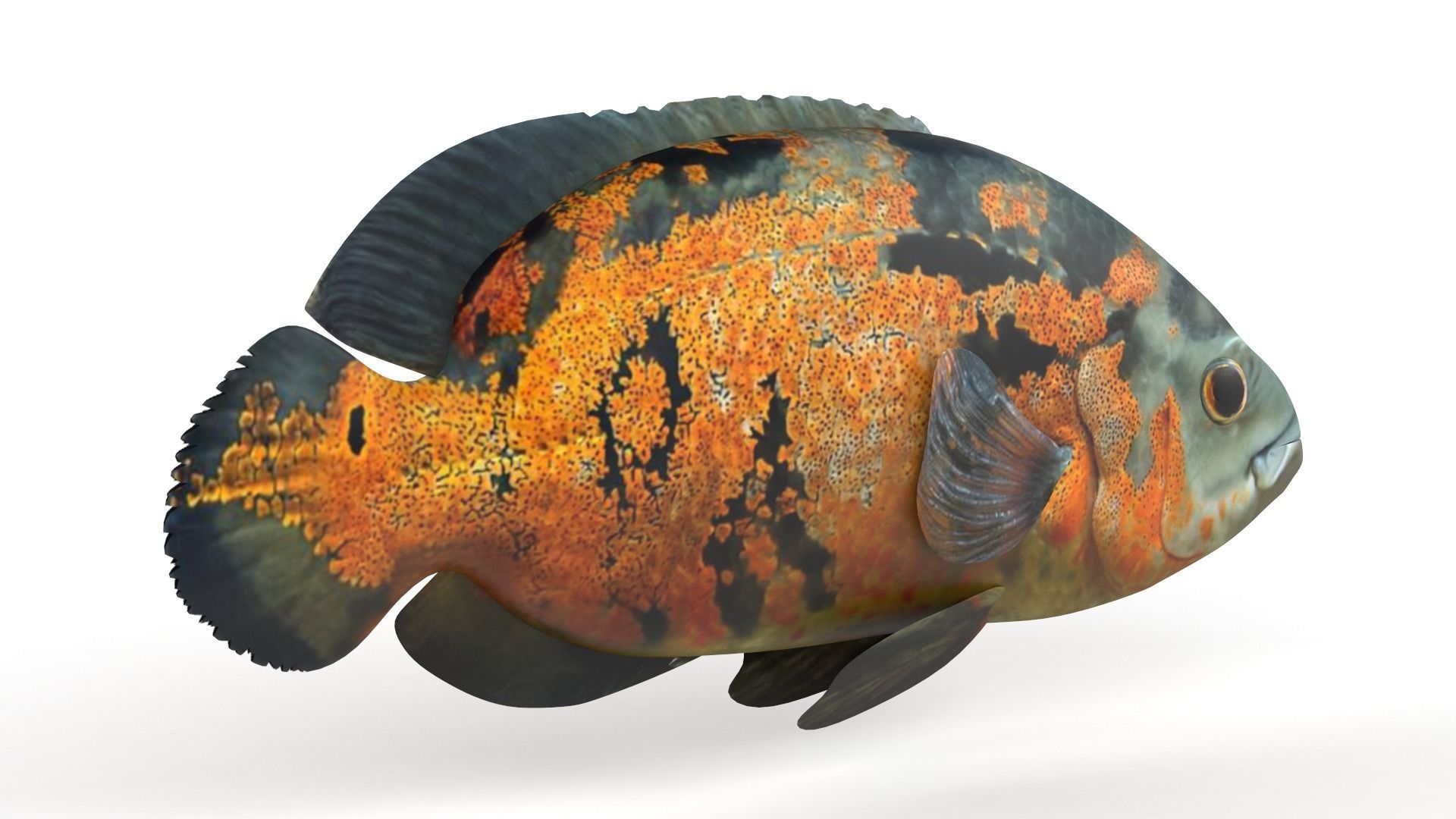 Oscar Fish 3D model_3