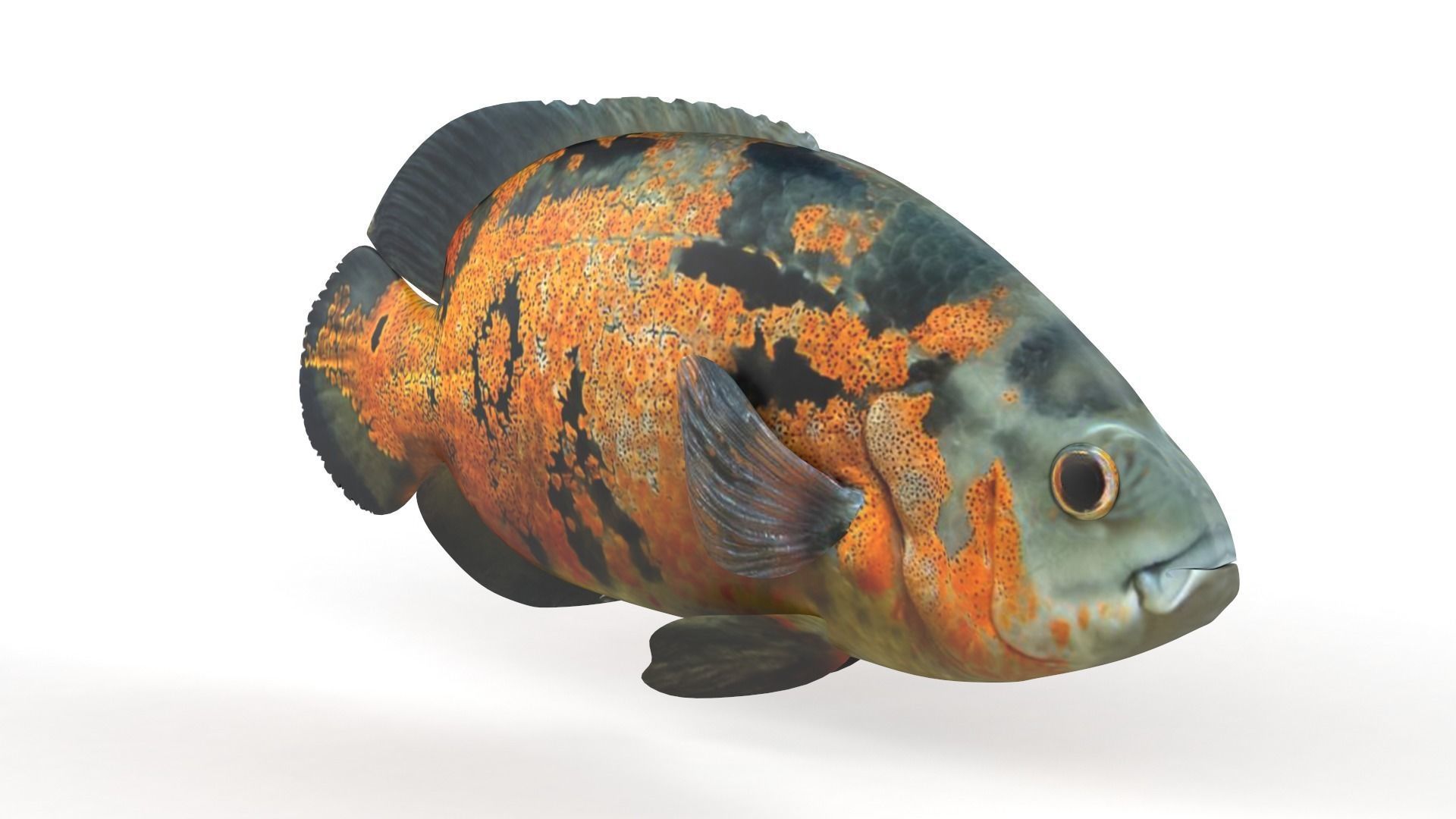 Oscar Fish 3D model_1