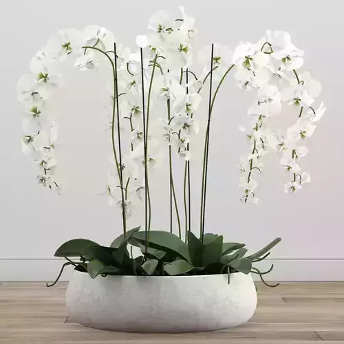 Orchid arrangement 3D model