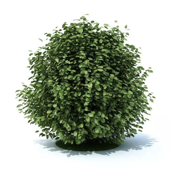 Green Leaf Shrub 3D model_0