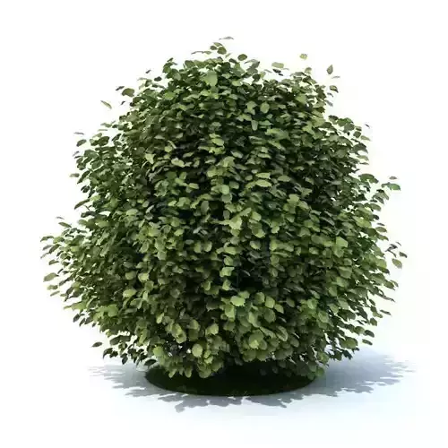 Green Leaf Shrub 3D model