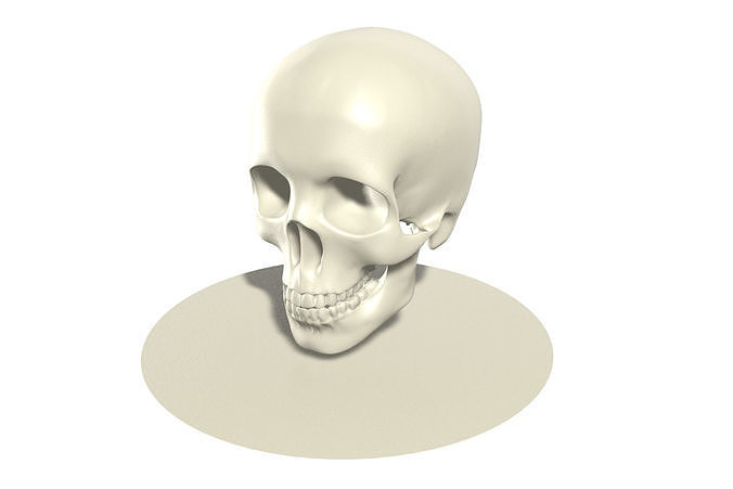 Skull human 3D model