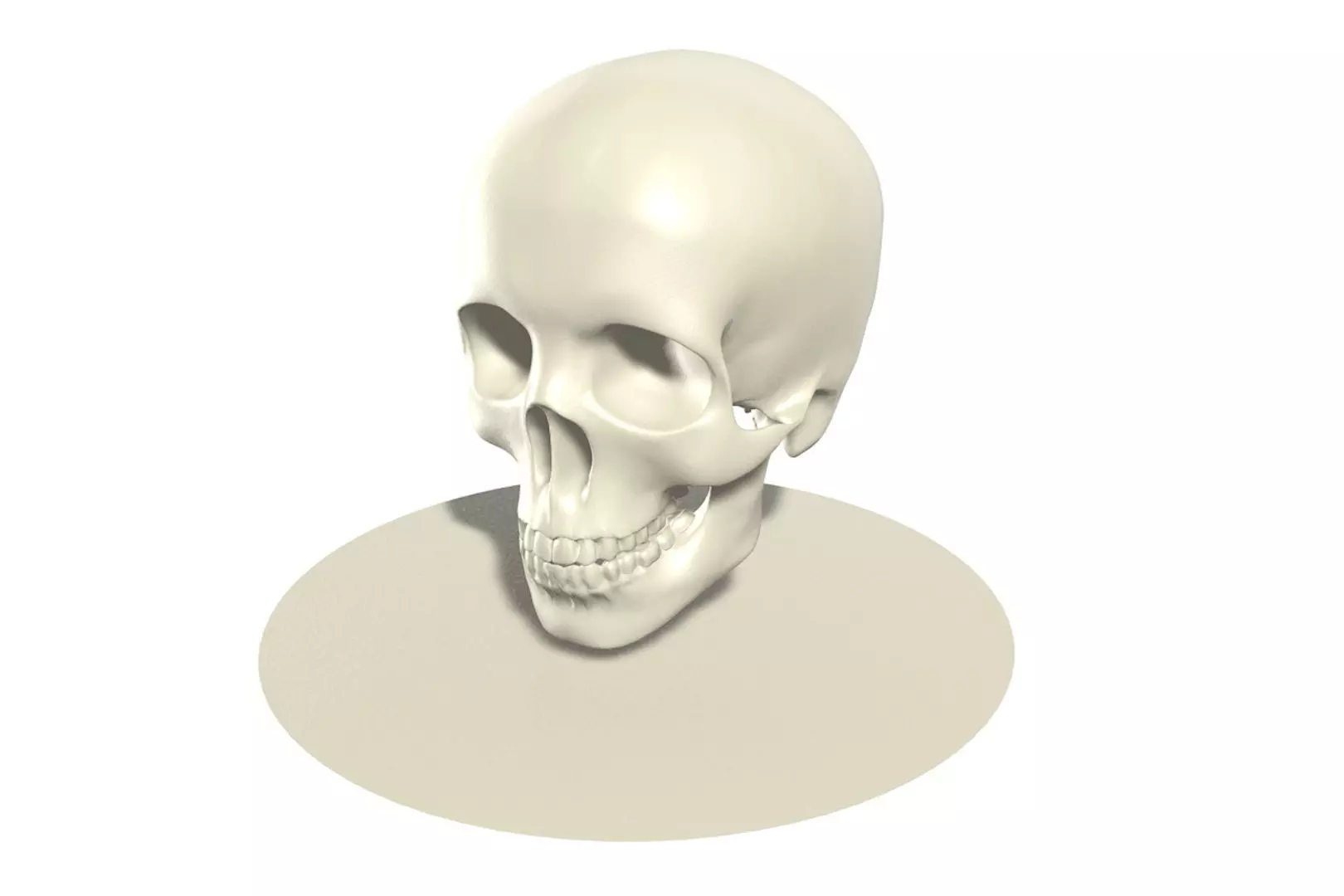 Skull human 3D model_0