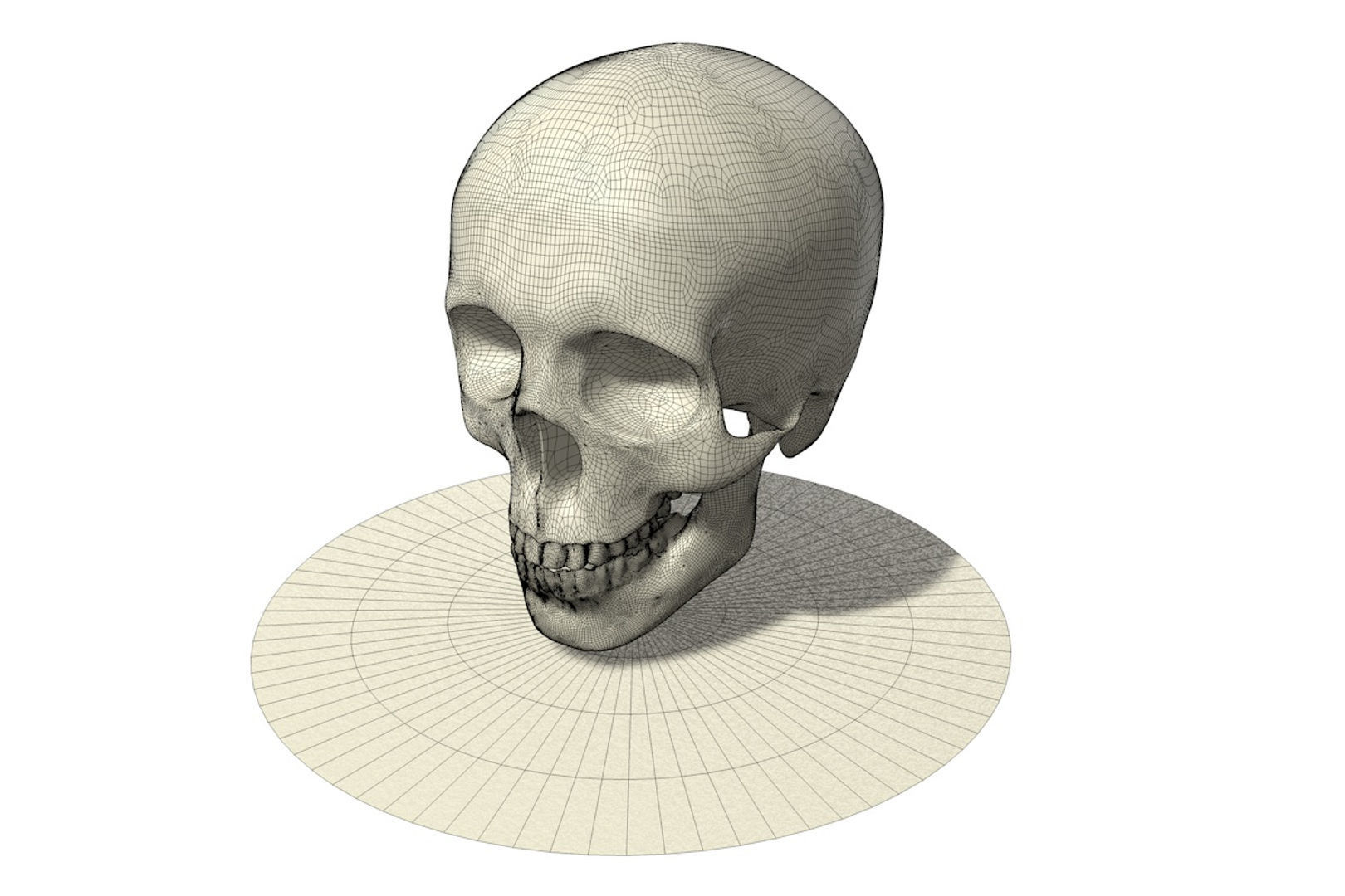 Skull human 3D model_5