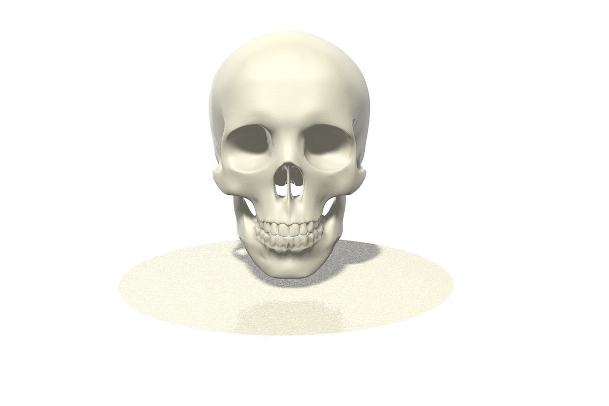 Skull human 3D model_2