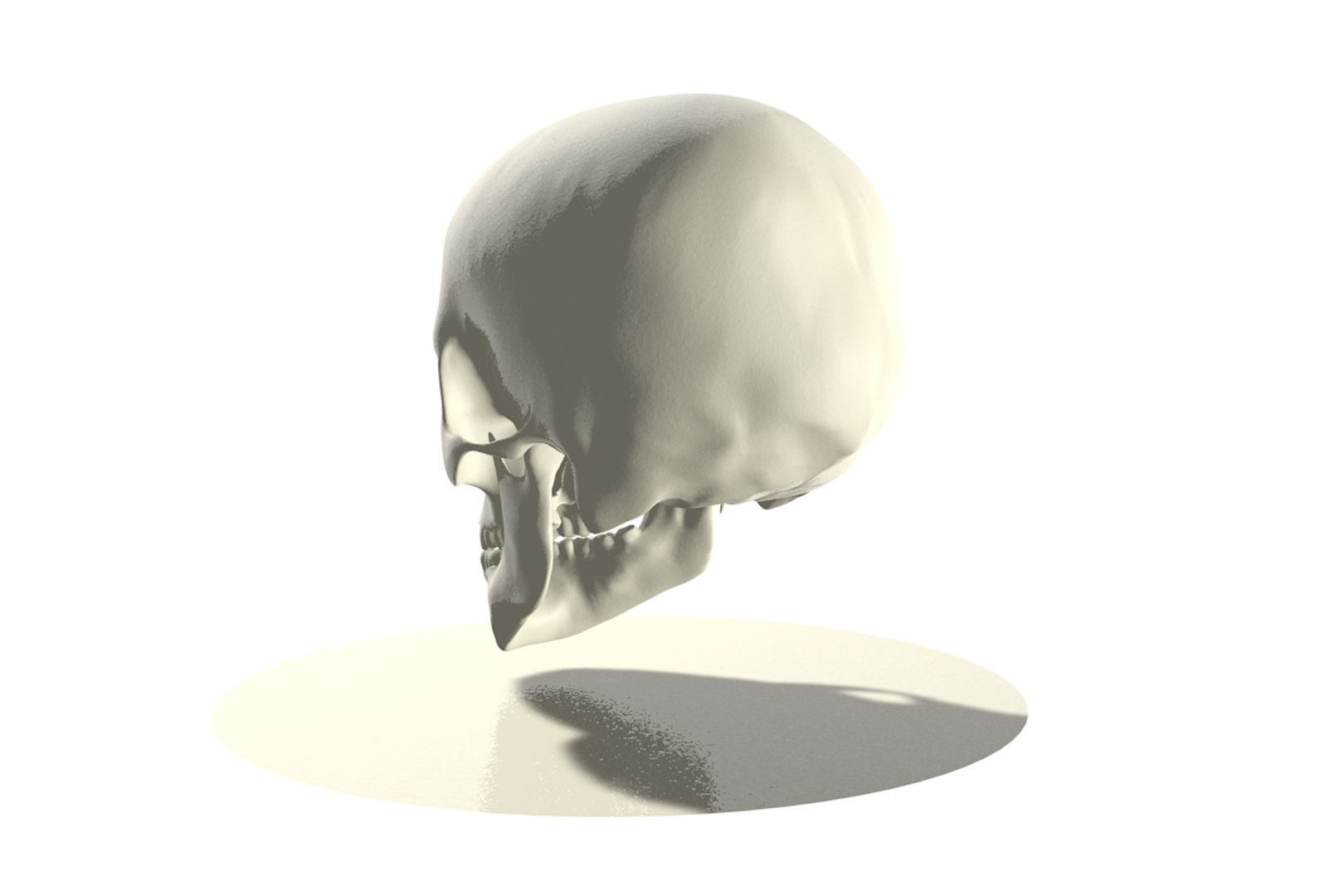 Skull human 3D model_3