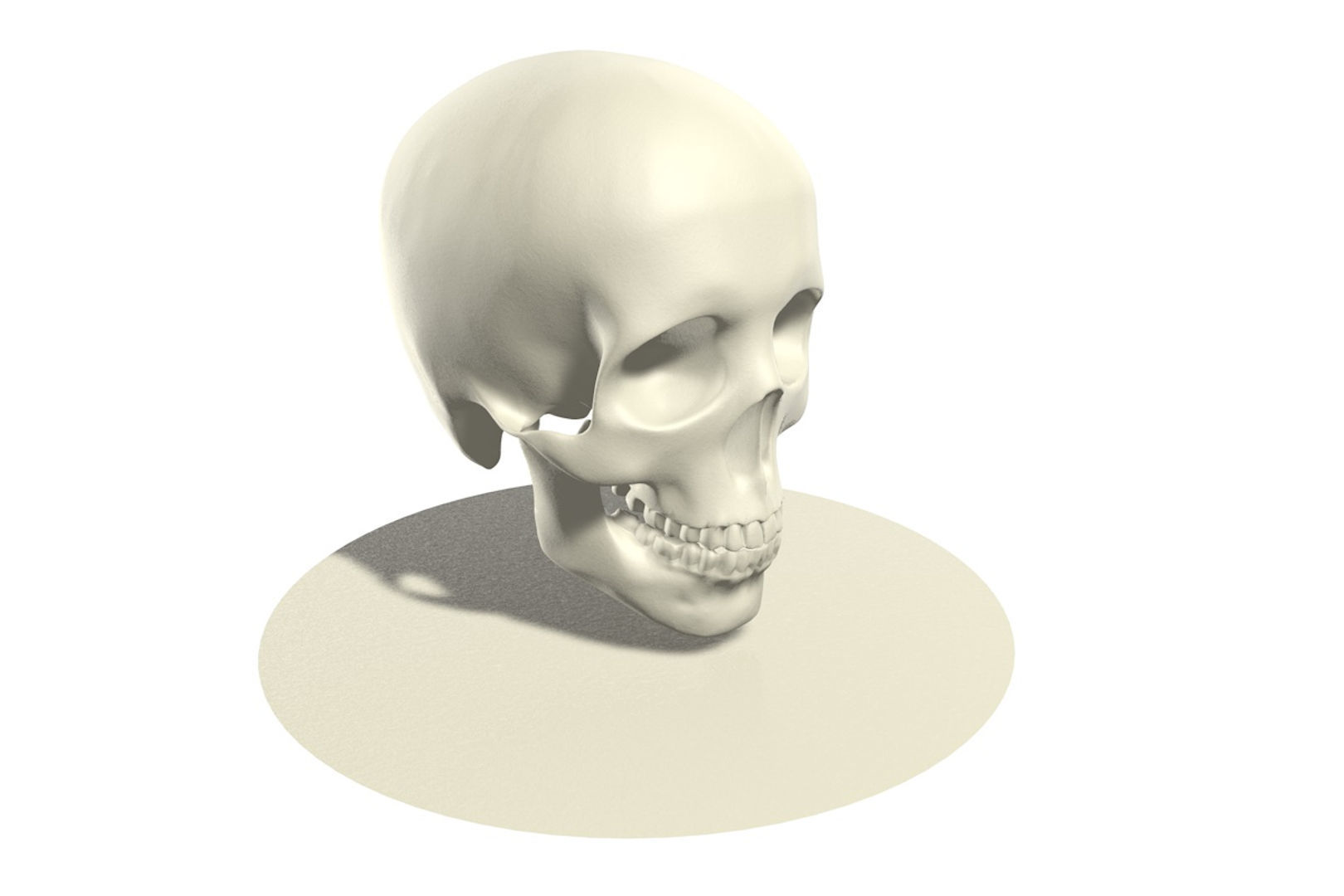 Skull human 3D model_1
