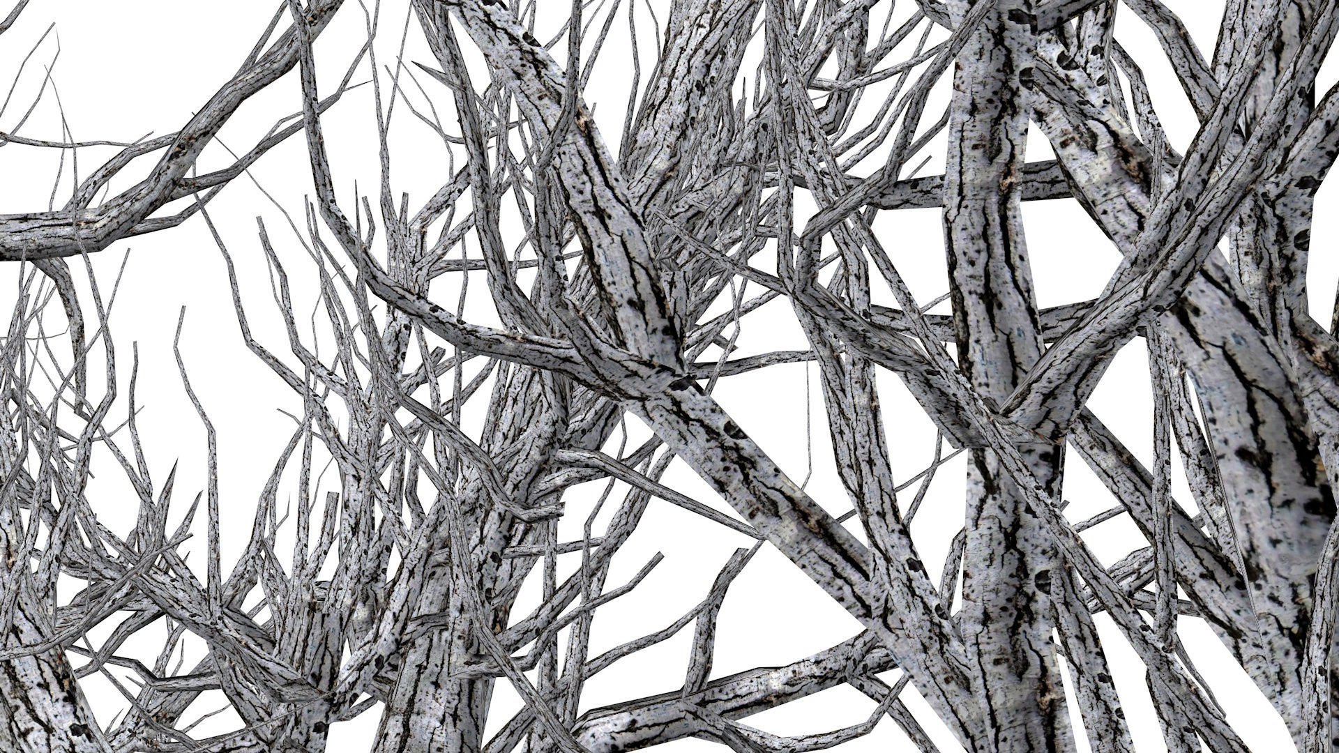 Root 5 trees low-poly R2 Low-poly 3D model_7