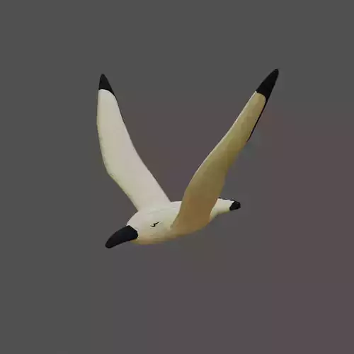 Seagul lowpoly animated