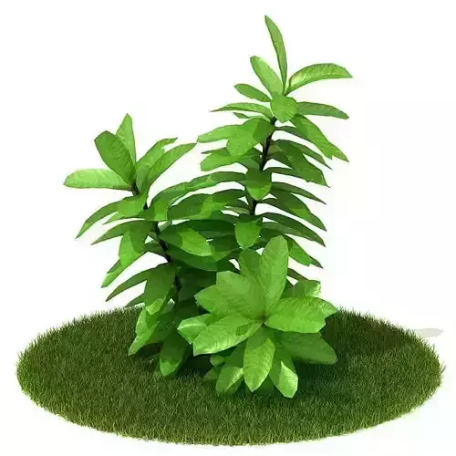 Green Simple Outdoor Plant