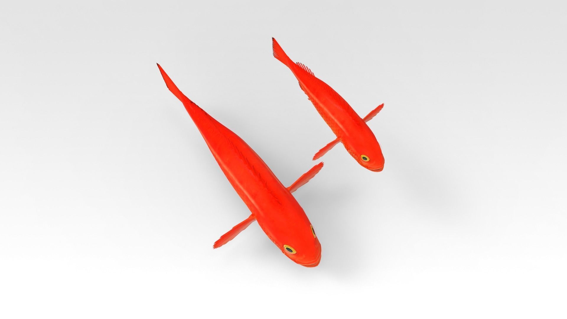 GoldFish orange fish 3D model_5