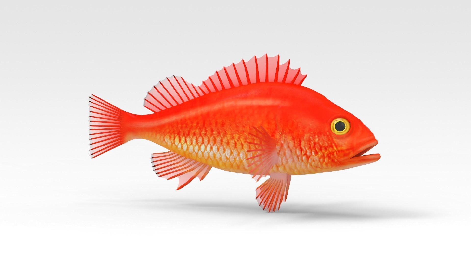 GoldFish orange fish 3D model_2