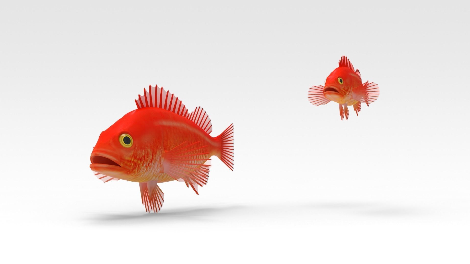 GoldFish orange fish 3D model_4
